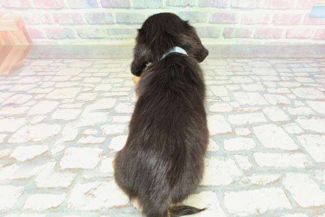 神奈川県のカニンヘンダックスフンド(ロング) (Coo&RIKU藤沢店/2026年2月3日生まれ/男の子/ブラックタン)の子犬の4枚目の画像