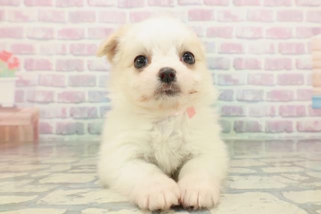 神奈川県のチワマル/マルチワ(チワワ×マルチーズ) (Coo&RIKU江の島店/2026年2月5日生まれ/女の子/クリームホワイト)の子犬の1枚目の画像