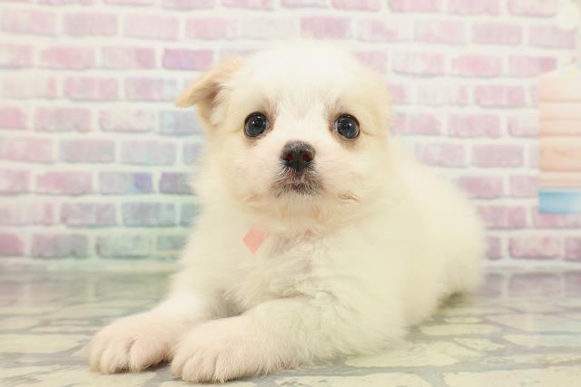 神奈川県のチワマル/マルチワ(チワワ×マルチーズ) (Coo&RIKU江の島店/2026年2月5日生まれ/女の子/クリームホワイト)の子犬の2枚目の画像