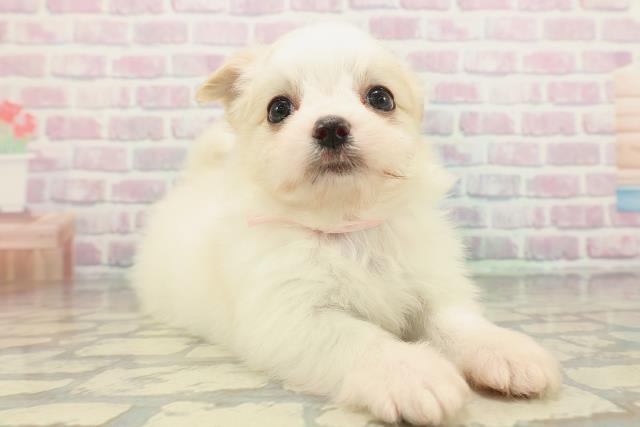 神奈川県のチワマル/マルチワ(チワワ×マルチーズ) (Coo&RIKU江の島店/2026年2月5日生まれ/女の子/クリームホワイト)の子犬の3枚目の画像