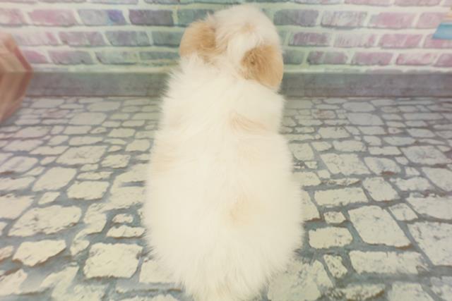 神奈川県のチワマル/マルチワ(チワワ×マルチーズ) (Coo&RIKU江の島店/2026年2月5日生まれ/女の子/クリームホワイト)の子犬の4枚目の画像