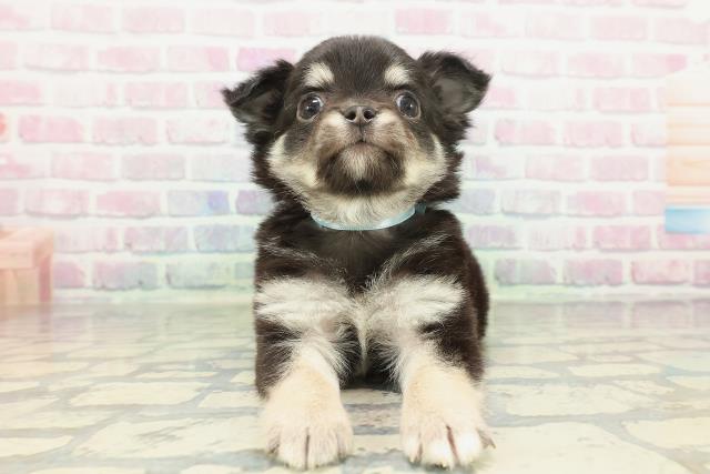 栃木県のチワワ(ロング) (Coo&RIKU宇都宮店/2026年2月4日生まれ/男の子/ブラックタンホワイト)の子犬の1枚目の画像