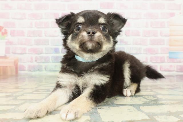 栃木県のチワワ(ロング) (Coo&RIKU宇都宮店/2026年2月4日生まれ/男の子/ブラックタンホワイト)の子犬の2枚目の画像