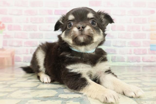 栃木県のチワワ(ロング) (Coo&RIKU宇都宮店/2026年2月4日生まれ/男の子/ブラックタンホワイト)の子犬の3枚目の画像