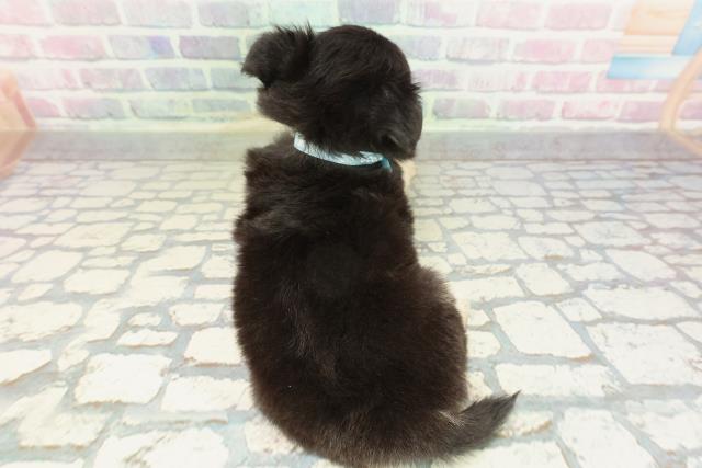 栃木県のチワワ(ロング) (Coo&RIKU宇都宮店/2026年2月4日生まれ/男の子/ブラックタンホワイト)の子犬の4枚目の画像