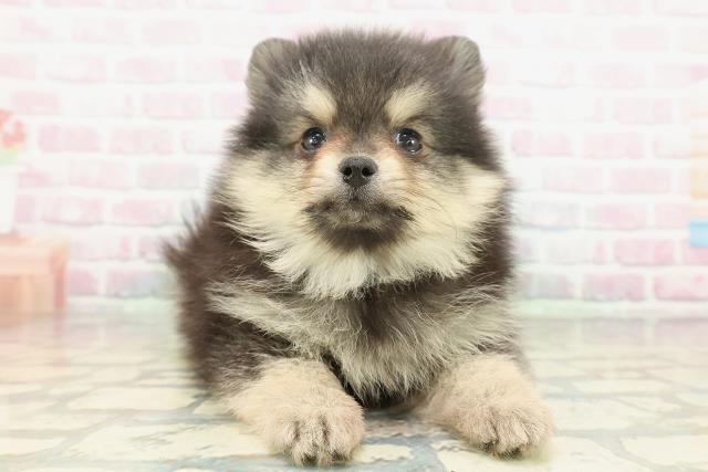 山梨県のポメラニアン (Coo&RIKU甲府昭和通り店/2026年2月5日生まれ/男の子/ブラックタン)の子犬の1枚目の画像