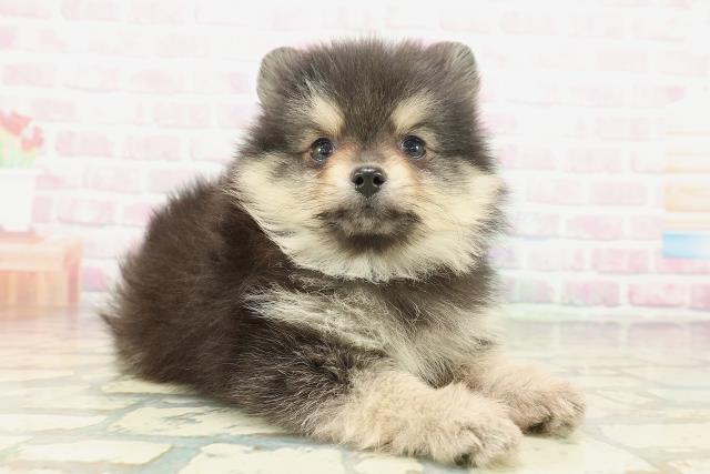 山梨県のポメラニアン (Coo&RIKU甲府昭和通り店/2026年2月5日生まれ/男の子/ブラックタン)の子犬の3枚目の画像