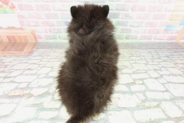 山梨県のポメラニアン (Coo&RIKU甲府昭和通り店/2026年2月5日生まれ/男の子/ブラックタン)の子犬の4枚目の画像