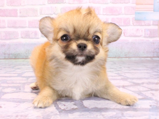 京都府のチワワ(ロング) (Coo&RIKU京都店/2026年2月5日生まれ/女の子/レッド)の子犬の1枚目の画像