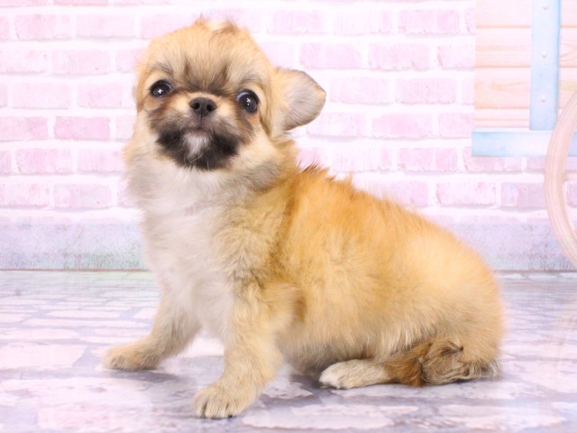 京都府のチワワ(ロング) (Coo&RIKU京都店/2026年2月5日生まれ/女の子/レッド)の子犬の2枚目の画像