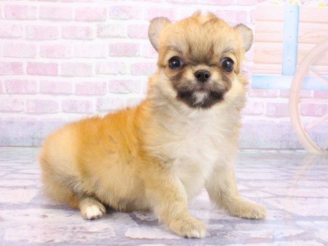 京都府のチワワ(ロング) (Coo&RIKU京都店/2026年2月5日生まれ/女の子/レッド)の子犬の3枚目の画像