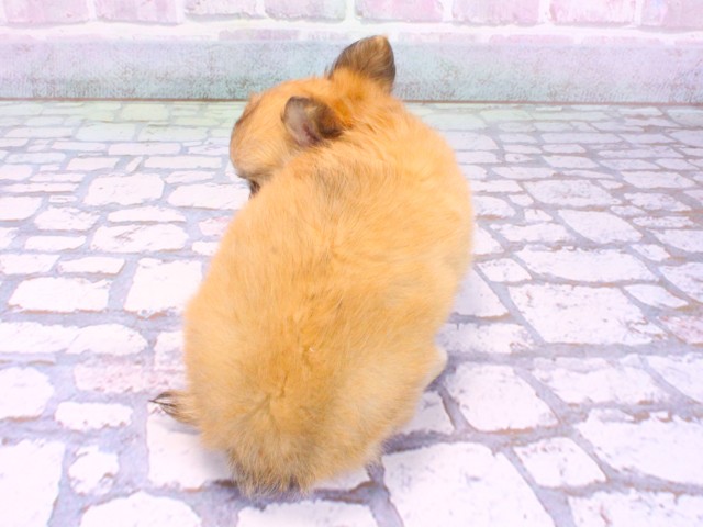 京都府のチワワ(ロング) (Coo&RIKU京都店/2026年2月5日生まれ/女の子/レッド)の子犬の4枚目の画像