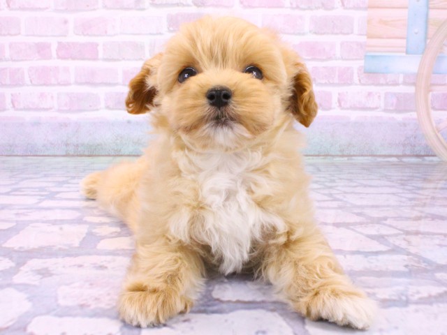 京都府のマルプー(マルチーズ×プードル) (Coo&RIKU京都店/2026年2月4日生まれ/男の子/クリーム)の子犬の1枚目の画像
