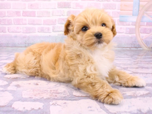 京都府のマルプー(マルチーズ×プードル) (Coo&RIKU京都店/2026年2月4日生まれ/男の子/クリーム)の子犬の2枚目の画像