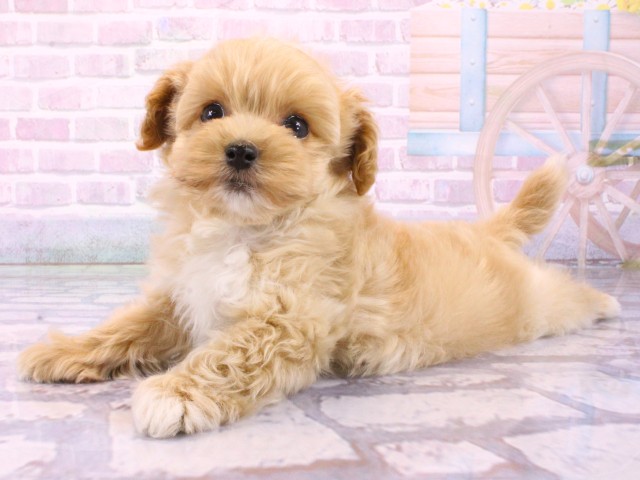 京都府のマルプー(マルチーズ×プードル) (Coo&RIKU京都店/2026年2月4日生まれ/男の子/クリーム)の子犬の3枚目の画像