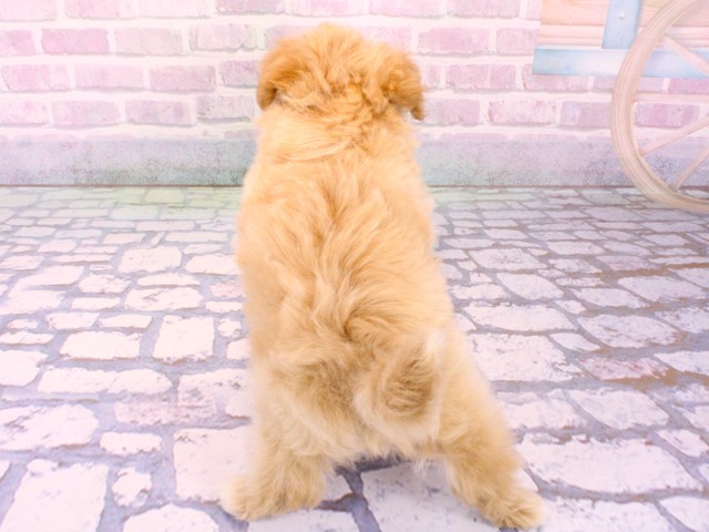 京都府のマルプー(マルチーズ×プードル) (Coo&RIKU京都店/2026年2月4日生まれ/男の子/クリーム)の子犬の4枚目の画像