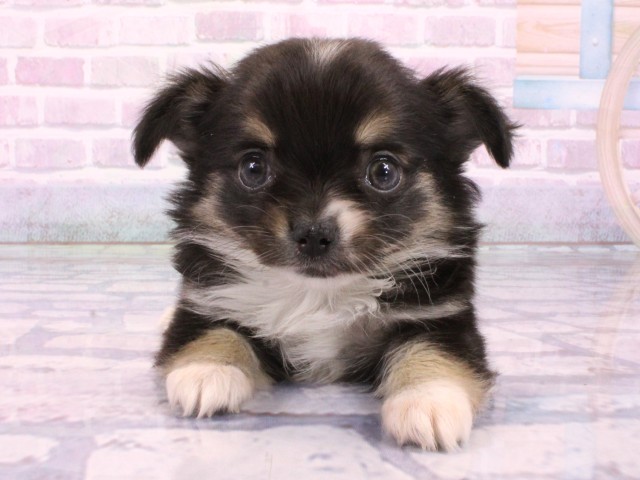 チワワ（ロングコート）