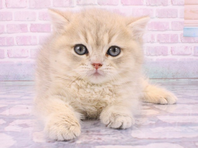 大阪府のブリティッシュショートヘアー (Coo&RIKU梅田店/2026年2月4日生まれ/男の子/ブルーシェーデッドゴールデン)の子猫