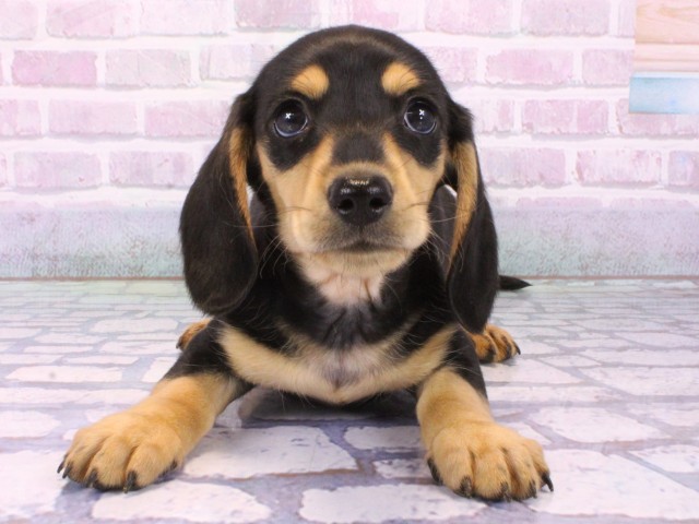 大阪府のミニチュアダックスフンド(スムース) (Coo&RIKU高槻店/2026年2月5日生まれ/男の子/ブラックイエロー)の子犬の1枚目の画像