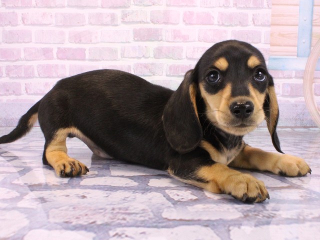 大阪府のミニチュアダックスフンド(スムース) (Coo&RIKU高槻店/2026年2月5日生まれ/男の子/ブラックイエロー)の子犬の2枚目の画像