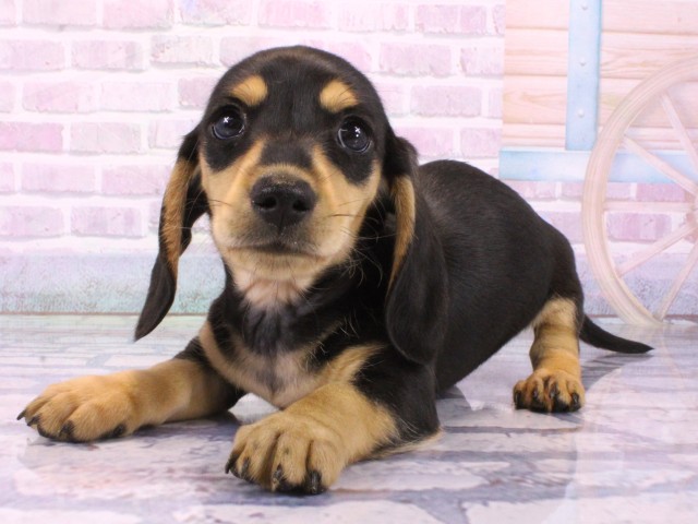 大阪府のミニチュアダックスフンド(スムース) (Coo&RIKU高槻店/2026年2月5日生まれ/男の子/ブラックイエロー)の子犬の3枚目の画像