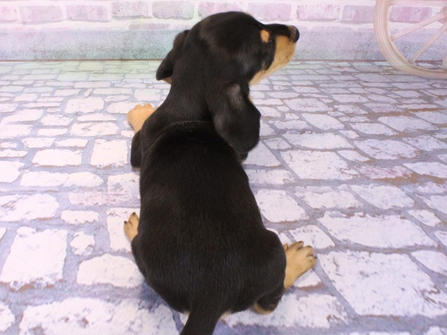 大阪府のミニチュアダックスフンド(スムース) (Coo&RIKU高槻店/2026年2月5日生まれ/男の子/ブラックイエロー)の子犬の4枚目の画像