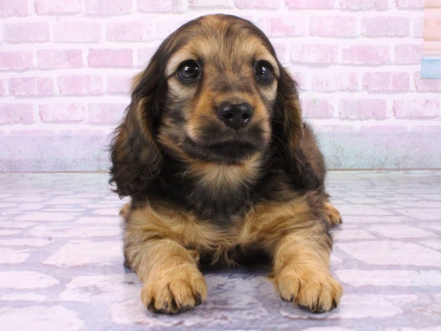 大阪府のミニチュアダックスフンド(ロング) (Coo&RIKU天王寺店/2026年2月5日生まれ/男の子/レッド)の子犬の1枚目の画像