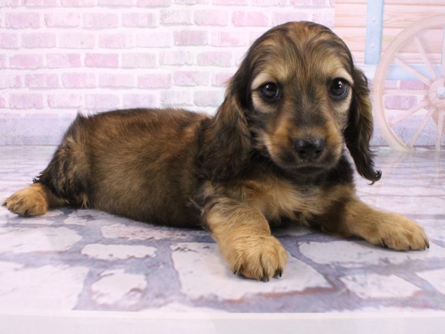 大阪府のミニチュアダックスフンド(ロング) (Coo&RIKU天王寺店/2026年2月5日生まれ/男の子/レッド)の子犬の2枚目の画像