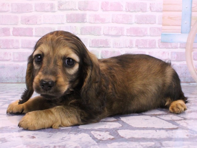 大阪府のミニチュアダックスフンド(ロング) (Coo&RIKU天王寺店/2026年2月5日生まれ/男の子/レッド)の子犬の3枚目の画像