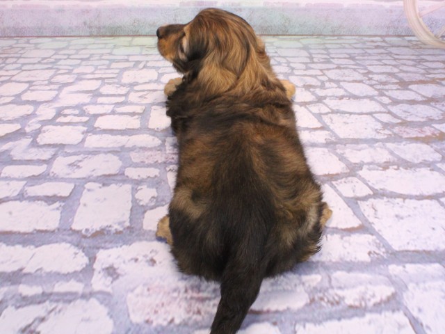 大阪府のミニチュアダックスフンド(ロング) (Coo&RIKU天王寺店/2026年2月5日生まれ/男の子/レッド)の子犬の4枚目の画像