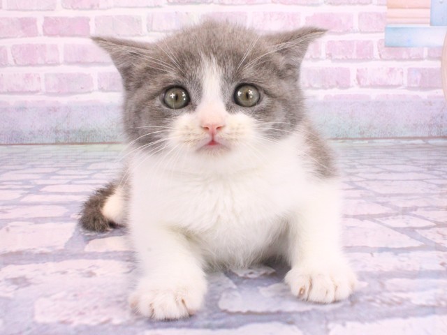 大阪府のブリティッシュショートヘアー (Coo&RIKU茶屋町店/2026年2月4日生まれ/男の子/ブルーホワイト)の子猫の1枚目の画像