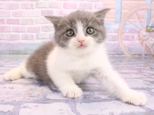 大阪府のブリティッシュショートヘアー (Coo&RIKU茶屋町店/2026年2月4日生まれ/男の子/ブルーホワイト)の子猫の2枚目の画像