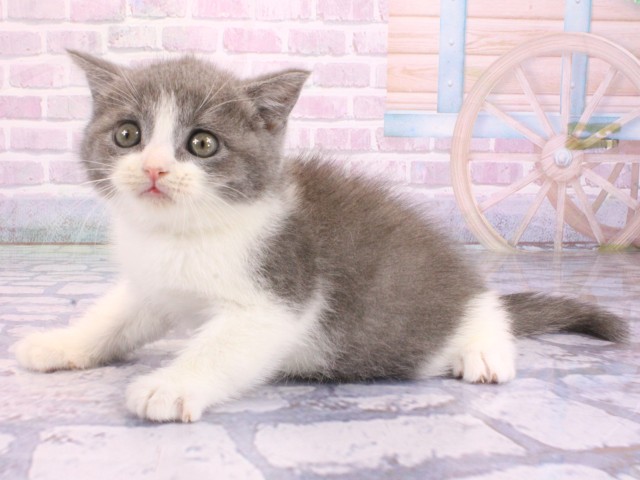 大阪府のブリティッシュショートヘアー (Coo&RIKU茶屋町店/2026年2月4日生まれ/男の子/ブルーホワイト)の子猫の3枚目の画像