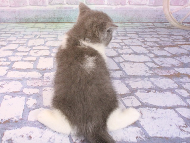 大阪府のブリティッシュショートヘアー (Coo&RIKU茶屋町店/2026年2月4日生まれ/男の子/ブルーホワイト)の子猫の4枚目の画像