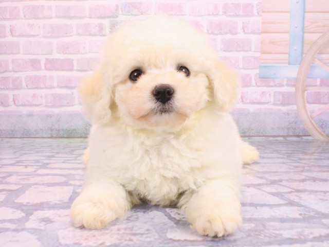 大阪府のビションフリーゼ (Coo&RIKU梅田店/2026年2月5日生まれ/男の子/ホワイト)の子犬