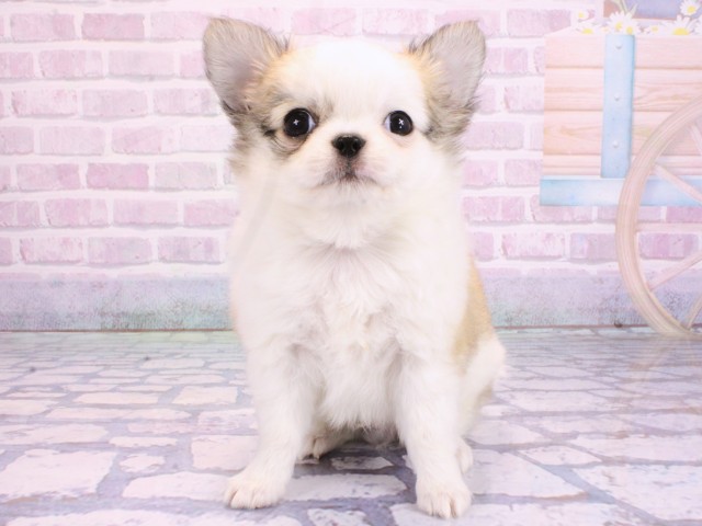 京都府のチワワ(ロング) (Coo&RIKU京都河原町店/2026年2月2日生まれ/男の子/フォーンホワイト)の子犬の1枚目の画像