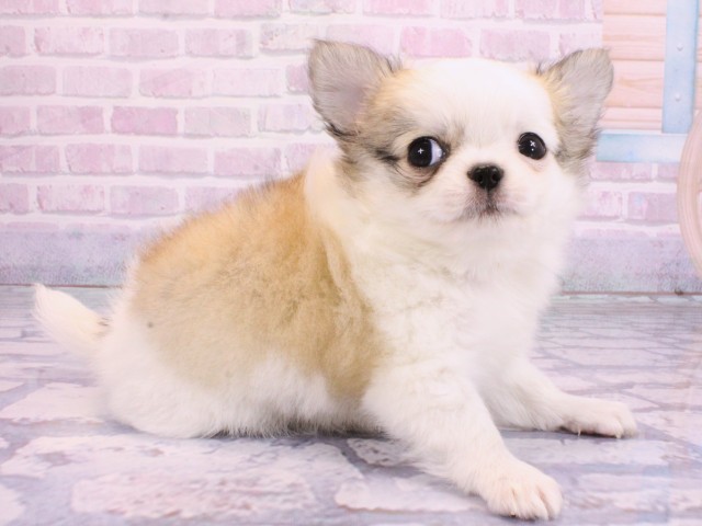 京都府のチワワ(ロング) (Coo&RIKU京都河原町店/2026年2月2日生まれ/男の子/フォーンホワイト)の子犬の2枚目の画像