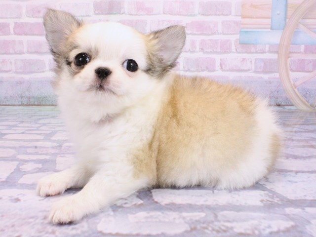 京都府のチワワ(ロング) (Coo&RIKU京都河原町店/2026年2月2日生まれ/男の子/フォーンホワイト)の子犬の3枚目の画像