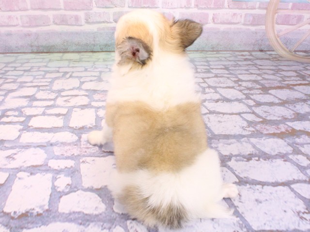 京都府のチワワ(ロング) (Coo&RIKU京都河原町店/2026年2月2日生まれ/男の子/フォーンホワイト)の子犬の4枚目の画像