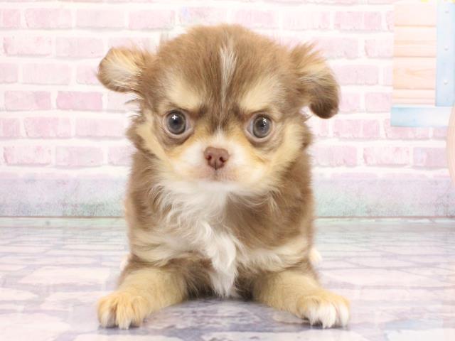 大阪府のチワワ(ロング) (Coo&RIKU天王寺店/2026年1月30日生まれ/男の子/チョコレートタンホワイト)の子犬の1枚目の画像