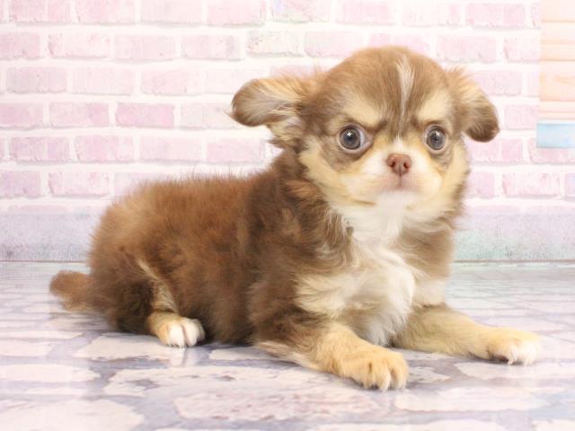 大阪府のチワワ(ロング) (Coo&RIKU天王寺店/2026年1月30日生まれ/男の子/チョコレートタンホワイト)の子犬の2枚目の画像