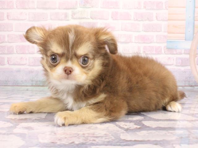 大阪府のチワワ(ロング) (Coo&RIKU天王寺店/2026年1月30日生まれ/男の子/チョコレートタンホワイト)の子犬の3枚目の画像