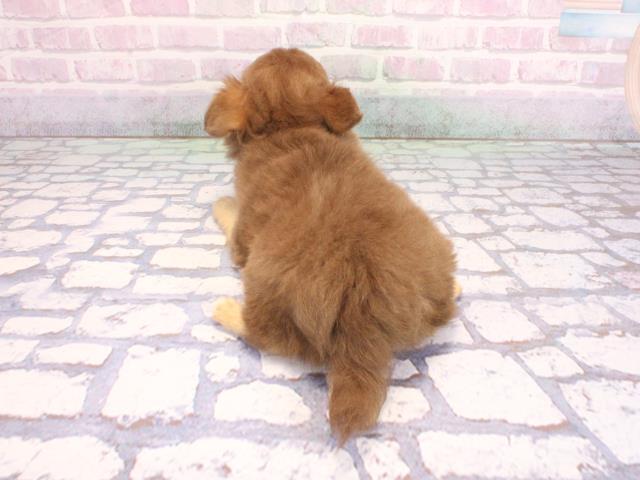 大阪府のチワワ(ロング) (Coo&RIKU天王寺店/2026年1月30日生まれ/男の子/チョコレートタンホワイト)の子犬の4枚目の画像