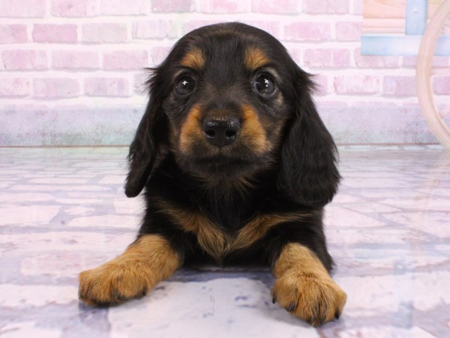 京都府のミニチュアダックスフンド(ロング) (Coo&RIKU京都河原町店/2026年2月2日生まれ/女の子/ブラックタン)の子犬の1枚目の画像