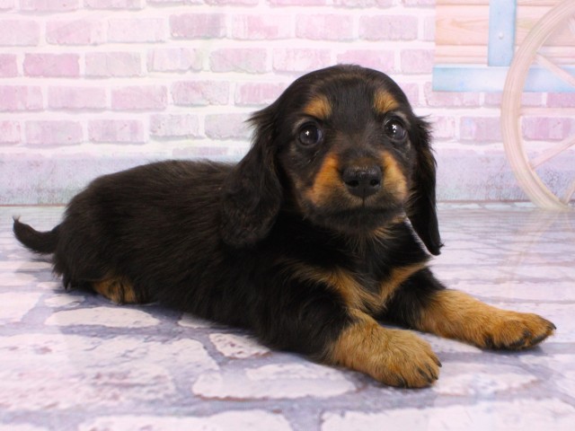 京都府のミニチュアダックスフンド(ロング) (Coo&RIKU京都河原町店/2026年2月2日生まれ/女の子/ブラックタン)の子犬の2枚目の画像