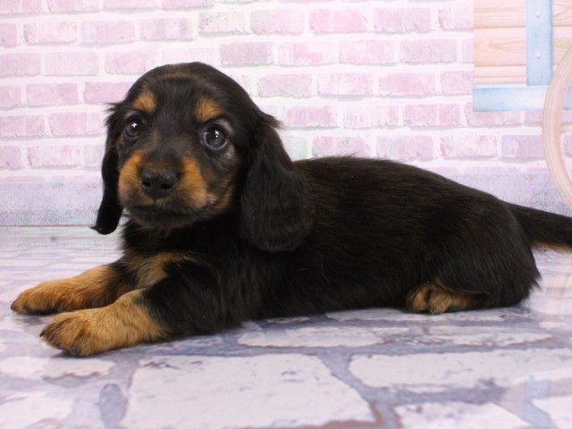 京都府のミニチュアダックスフンド(ロング) (Coo&RIKU京都河原町店/2026年2月2日生まれ/女の子/ブラックタン)の子犬の3枚目の画像