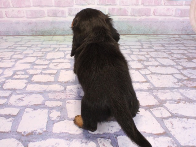 京都府のミニチュアダックスフンド(ロング) (Coo&RIKU京都河原町店/2026年2月2日生まれ/女の子/ブラックタン)の子犬の4枚目の画像