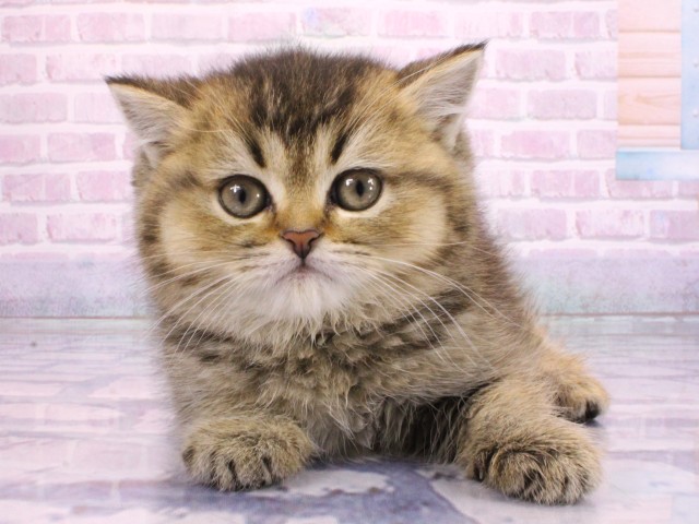 大阪府のブリティッシュショートヘアー (Coo&RIKU心斎橋店/2026年1月30日生まれ/女の子/シェーデットゴールデン)の子猫