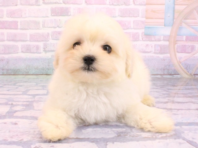 京都府のマルプー(マルチーズ×プードル) (Coo&RIKU京都河原町店/2026年1月30日生まれ/男の子/ホワイト)の子犬の1枚目の画像
