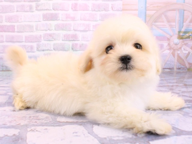 京都府のマルプー(マルチーズ×プードル) (Coo&RIKU京都河原町店/2026年1月30日生まれ/男の子/ホワイト)の子犬の2枚目の画像